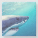 Zoek naar zuid afrika onderzetters Wild