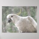 Zoek naar cockatoo kunst Waterverf