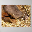 Zoek naar varkens posters Voor iedereen