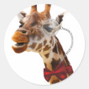 Zoek naar giraf gezicht stickers Grappige giraffe
