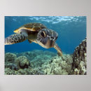 Zoek naar hawaiian posters Schattig