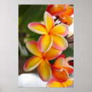 Zoek naar rode gele bloemen posters Geel