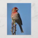 Zoek naar huis vink briefkaarten Natuur