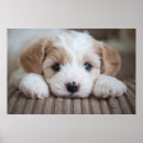 Zoek naar babydieren posters Hond