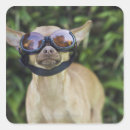 Zoek naar bril stickers Dier