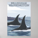 Zoek naar orca posters walvissen