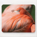 Zoek naar roze veren muismatten Foto