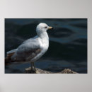 Zoek naar zeemeeuw posters Foto