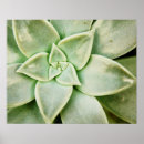 Zoek naar lente posters Bloem
