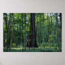 Zoek naar beuk posters Natuur