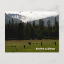 Zoek naar koeien briefkaarten Bergen