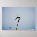 Zoek naar wandelstok posters Insecten