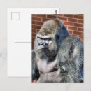 Zoek naar gorilla briefkaarten Wilde dieren