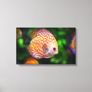 Zoek naar zwemmen kunst Strepen