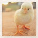 Zoek naar vee onderzetters Vogel
