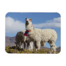 Zoek naar lama magneten Andes