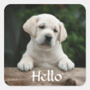 Zoek naar labrador puppy stickers Hallo