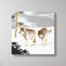 Zoek naar wolven canvas prints Sneeuw