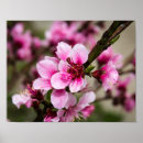 Zoek naar kersenboom posters Elk persoon