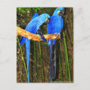 Zoek naar hyacinth briefkaarten Vogel