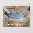 Zoek naar dove briefkaarten Duif