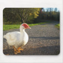 Zoek naar witte eend muismatten Boerderij