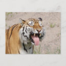 Zoek naar smiling briefkaarten Tandarts
