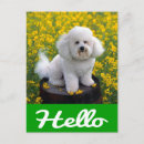 Zoek naar bichon frise briefkaarten Puppy