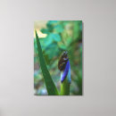 Zoek naar groene boomkikker posters Close up