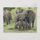Zoek naar serengeti nationaal park briefkaarten Afrikaanse olifant