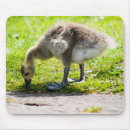 Zoek naar canada muismatten Gans