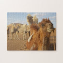 Zoek naar caravan puzzels Kameel