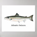 Zoek naar atlantische zalm posters Zee