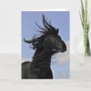 Zoek naar friesian paarden kaarten Ruiter