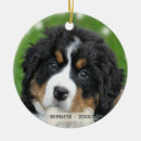 Zoek naar berner ornamenten Schattig