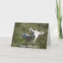 Zoek naar gelukkige schapen gelukkige verjaardagskaarten Schattig