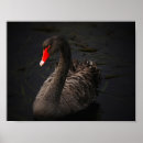 Zoek naar mooie zwaan posters Elk persoon