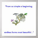 Zoek naar evolutie boom kunst Darwin