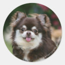 Zoek naar langharige chihuahua stickers Foto