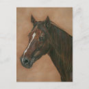Zoek naar paard afbeelding briefkaarten Elk persoon