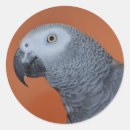 Zoek naar grijze papegaai stickers Papegaaien