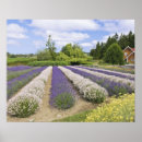 Zoek naar hazen posters Bloem