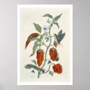 Zoek naar fl 1757 82 posters Comfrey
