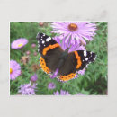 Zoek naar butterfly briefkaarten Rood