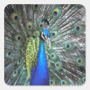 Zoek naar mooie pauw stickers Groen