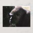 Zoek naar gorilla briefkaarten Primaat