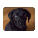Zoek naar zwarte labrador retriever hond magneten Schattig