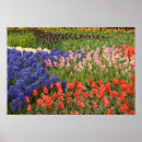 Zoek naar nederlandse posters Rood