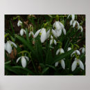 Zoek naar sneeuwklokjes posters Galanthus
