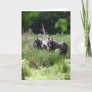 Zoek naar ponies kaarten Animal